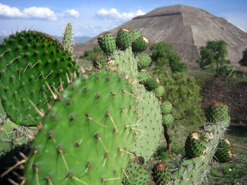 Teotihuacan Tour: Stunning Pyramids Around Mexico City - Pickup Location and Meeting Point