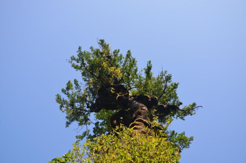 Tepuhueico Park: Introduce Yourself to Chiloé. - Key Points