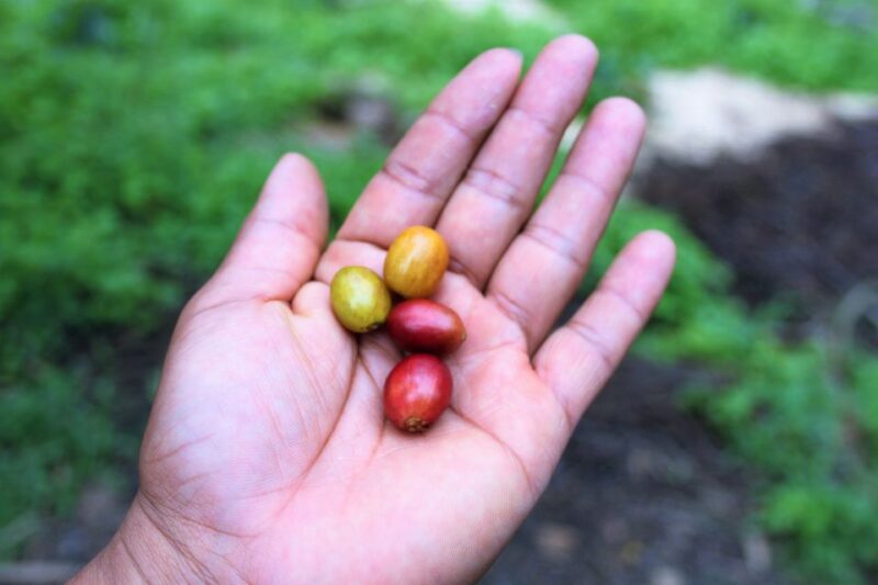 Tequendama Falls and Coffee Hacienda Day Trip From Bogotá - Key Points