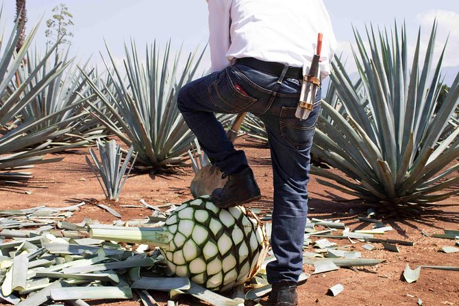 Tequila Distillery Experience, Jose Cuervo & Tequila Magic Town - Distillery Tour and Tasting