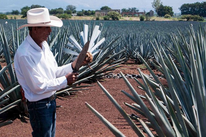 Tequila Distillery Experience, Jose Cuervo & Tequila Magic Town - Scenery and Countryside