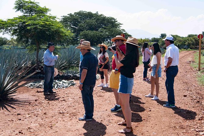 Tequila Distillery Experience, Jose Cuervo & Tequila Magic Town - Traveler Experiences and Feedback