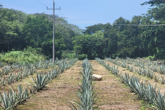 Tequila Farm & Distillery Tour W/ Transport From Puerto Vallarata - Accessibility and Recommendations