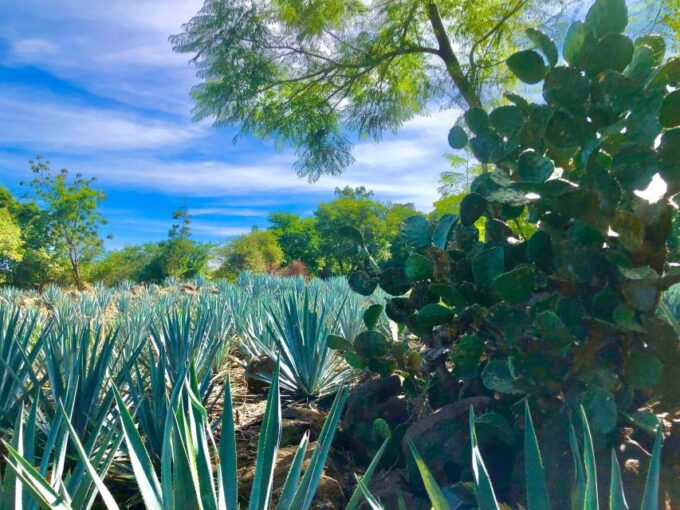 Tequila Full Experience - Agave Fields and Jimadors