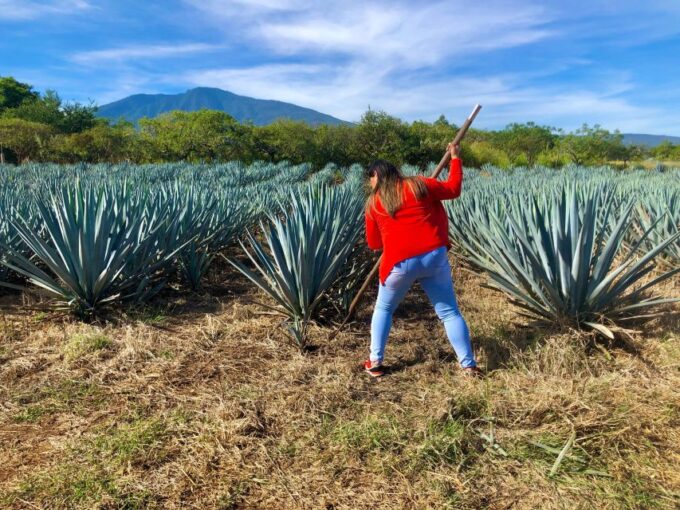 Tequila Full Experience - Breakfast and Lunch Experiences