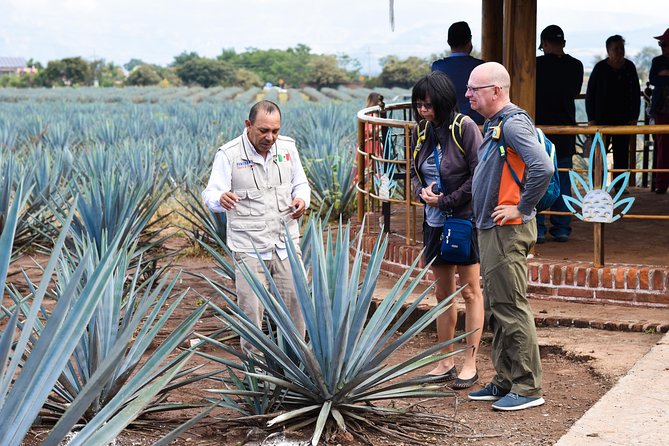 Tequila Route Experience From Guadalajara - Tequila Production Process