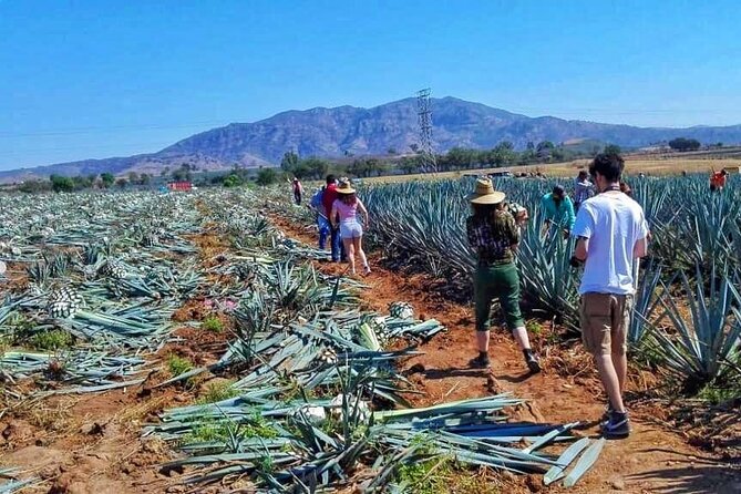 Tequila Tour - Tour Schedule