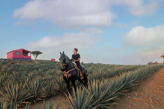 Tequila Tour With Tasting. - Reviews Summary