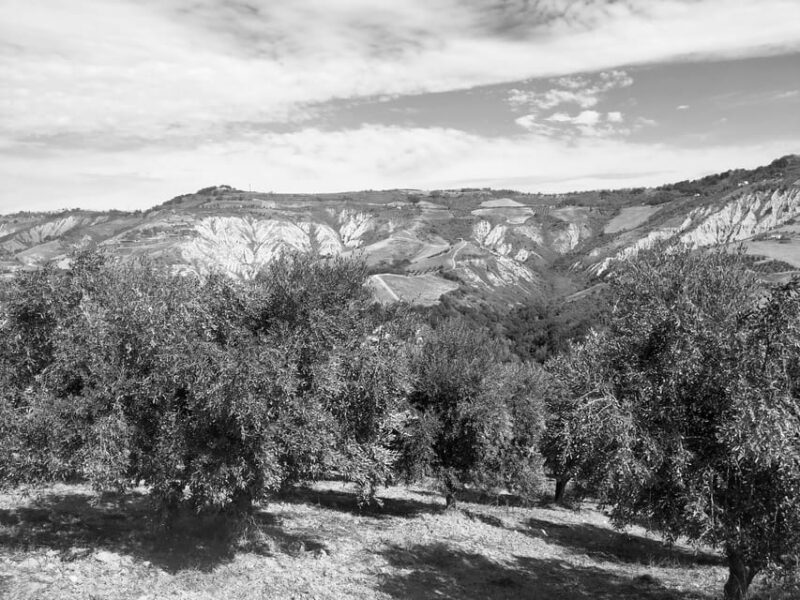 Teramo: Private Oil Mill Tour and Guided Tasting - Since Your Asked