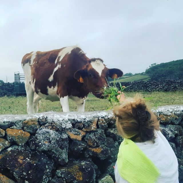 Terceira Island : Half-Day Van Tour on the West Coast - Participant Information