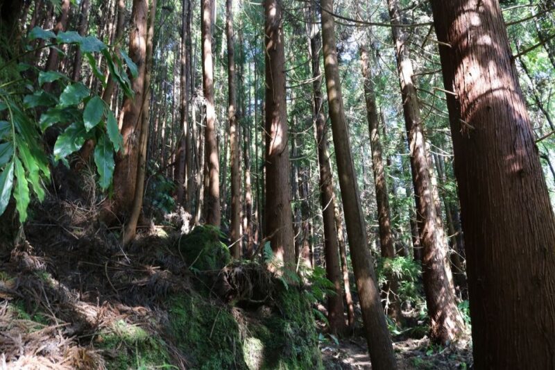 Terceira Island: Walking Trails Hiking Tour - Inclusions and Exclusions