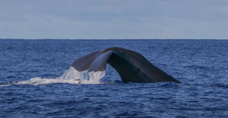 Terceira Island : Whale and Dolphin Watching Boat Excursion - Sighting Guarantee