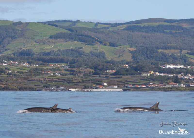 Terceira Island : Whale and Dolphin Watching Boat Excursion - Participant Suitability