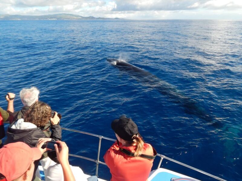 Terceira Island : Whale and Dolphin Watching Boat Excursion - Meeting Point and Essentials