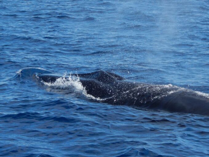 Terceira Island : Whale and Dolphin Watching Boat Excursion - Customer Ratings and Reviews