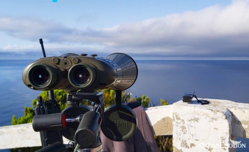 Terceira Island : Whale and Dolphin Watching Boat Excursion - Key Points
