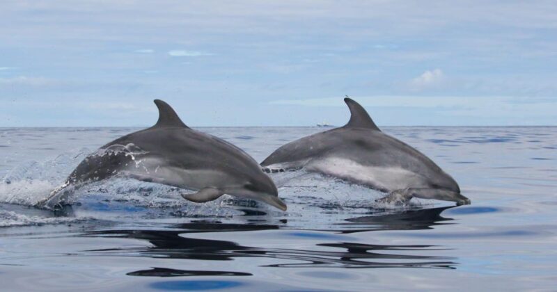 Terceira Island : Whale and Dolphin Watching Boat Excursion - Whale and Dolphin Diversity