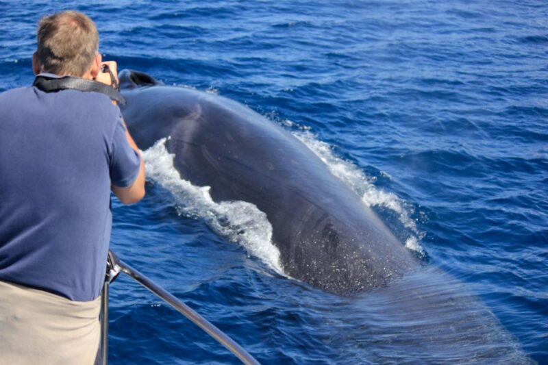 Terceira Island : Whale and Dolphin Watching Boat Excursion - Sighting Guarantee