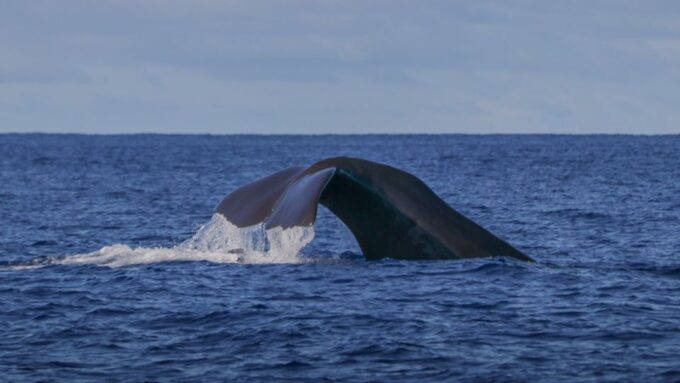Terceira Island : Whale and Dolphin Watching Boat Excursion - Responsible Conduct Guidelines