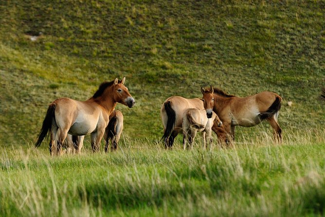 Terelj and Khustai National Parks Mongolia 1-2 Days - Itinerary and Inclusions