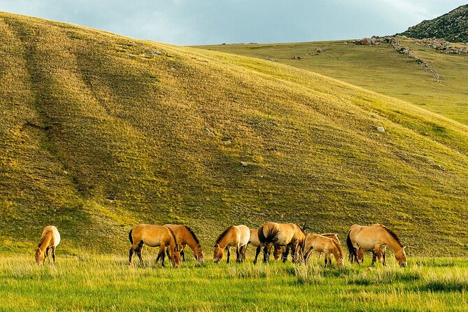Terelj National Park Day Trip From Ulaanbaatar - Pickup Details