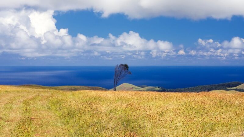 Terevaka Horse Excursion: the Highest Point and 360° View. - Included Services