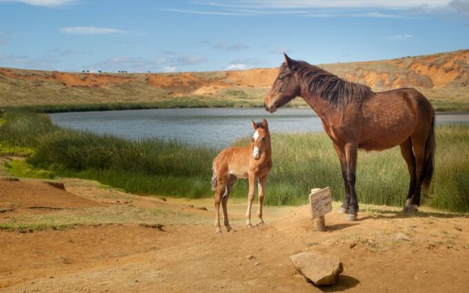 Terevaka Horse Excursion: the Highest Point and 360° View. - Frequently Asked Questions