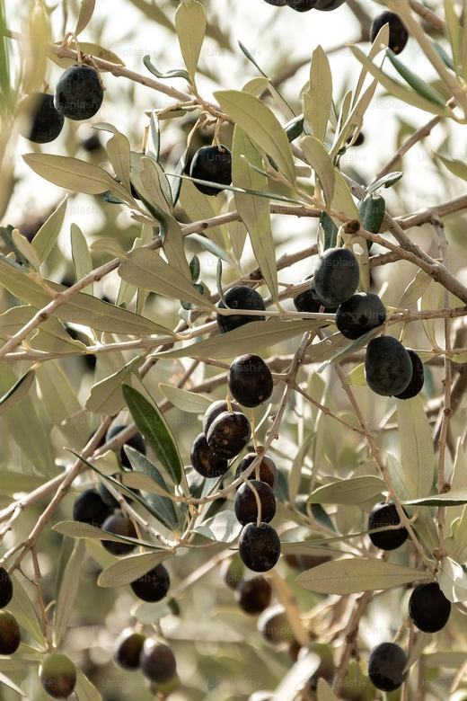 Terroir Soul: Meet the Essence of Maipú Olive Oils & Wines - Key Points