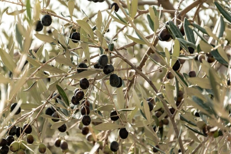 Terroir Soul: Meet the Essence of Maipú Olive Oils & Wines - Savoring Maipús Culinary Delights