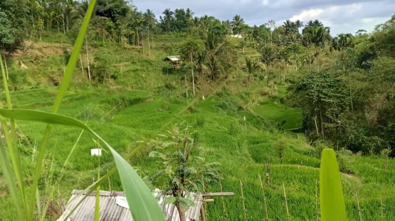 Tetebatu Cycling Tour: Ricefield, Waterfall, Monkey Forest - Itinerary Details