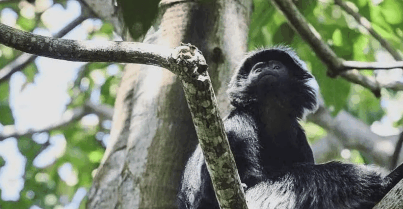 Tetebatu Cycling Tour: Ricefield, Waterfall, Monkey Forest - Tour Inclusions and Highlights
