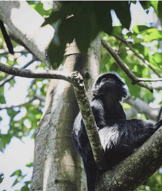 Tetebatu Cycling Tour: Ricefield, Waterfall, Monkey Forest - Frequently Asked Questions
