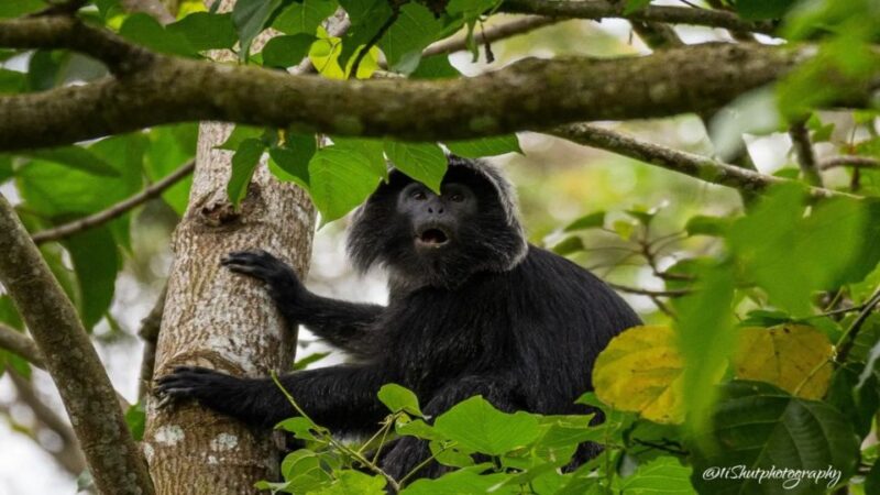 Tetebatu: Rice Fields, Waterfall, & Monkey Forest Day Tour - Participant Requirements and Restrictions