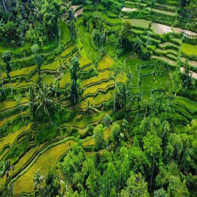 Tetebatu: Rice Fields, Waterfall, & Monkey Forest Day Tour - Exploring Tetebatus Countryside