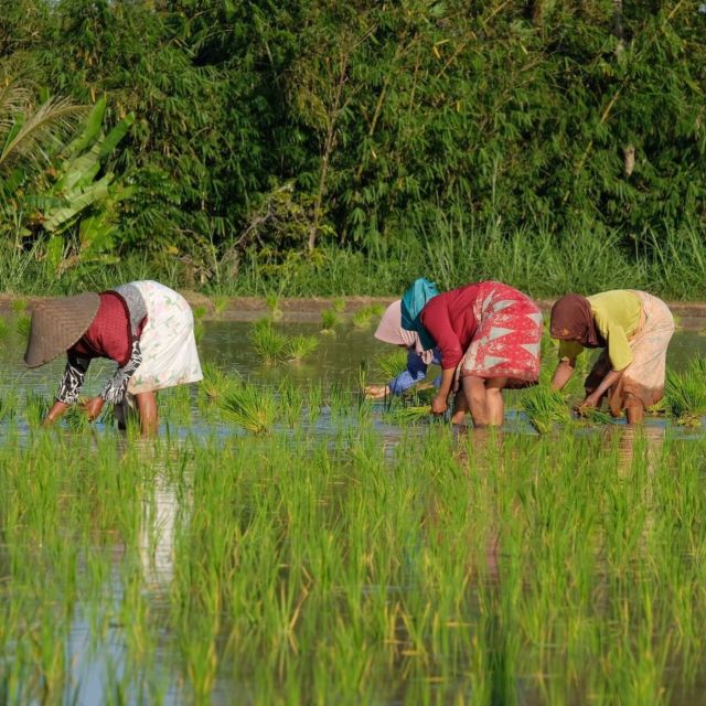 Tetebatu: Rice Fields, Waterfall, & Monkey Forest Day Tour - Taking in Nature and Waterfalls