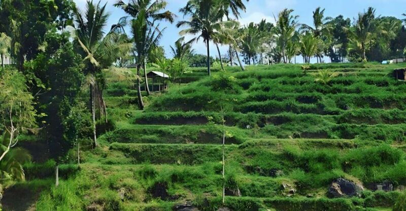 Tetebatu Tour : Rice Terraces, Waterfall & Monkey Forest - Itinerary and Highlights