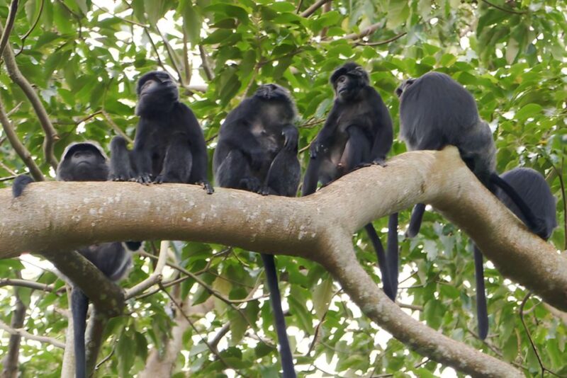 Tetebatu Tour : Rice Terraces, Waterfall & Monkey Forest - Visitor Reviews