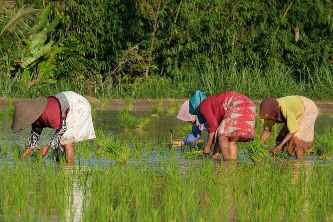Tetebatu Trekking & Camping Trip 2D1N To The Jungle - Pickup and Logistics