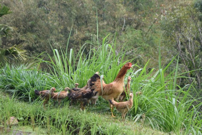 Tetebatu Walking Tour - Rice Terraces, Waterfall & Monkey Forest - Discover Hidden Gems of Lombok