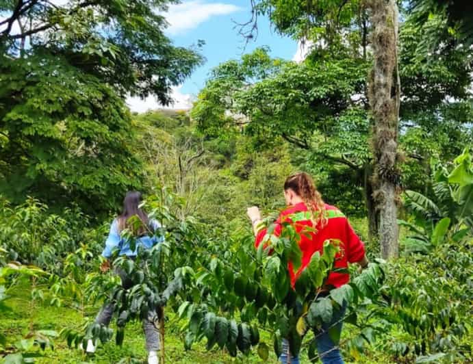 Th Art of Coffee in Medellin, Colombia. - Experience Description