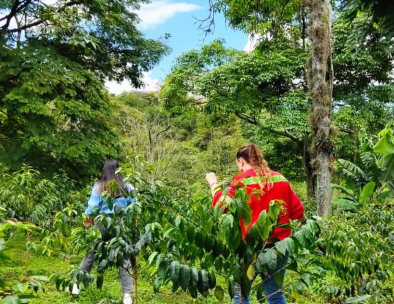 Th Art of Coffee in Medellin, Colombia. - Itinerary and Local Insights