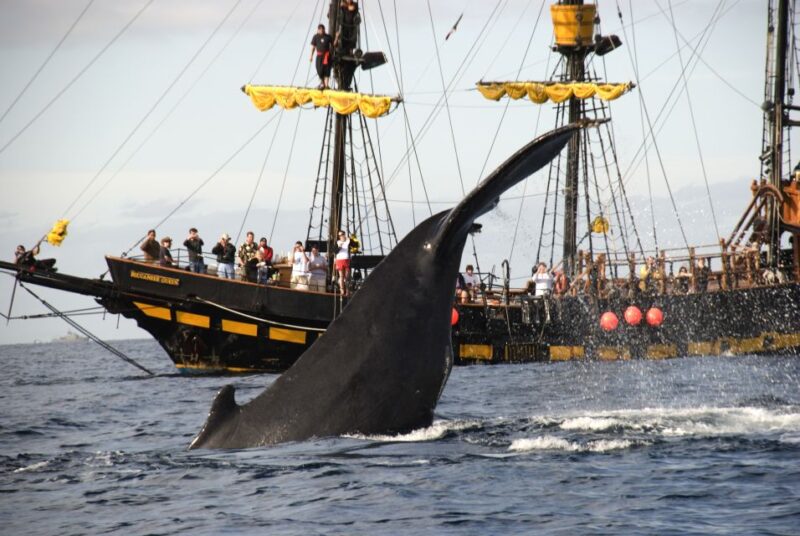 Thar She Blows! Whale Watching Pirate Cruise - Key Points