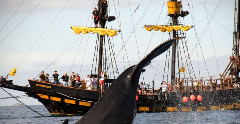Thar She Blows! Whale Watching Pirate Cruise - Accessibility and Language