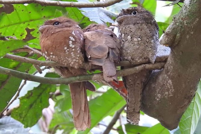 Thattekad Guided Bird Walk. - Confirmation and Cancellation