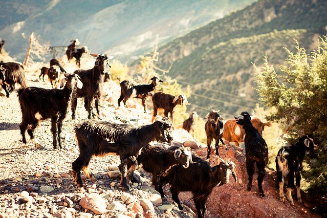 The 3 Valleys of Marrakech Day Trip - Highlights of the Tour