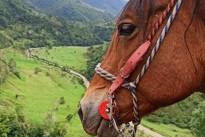 The Acacias Coffe Farm - Key Points