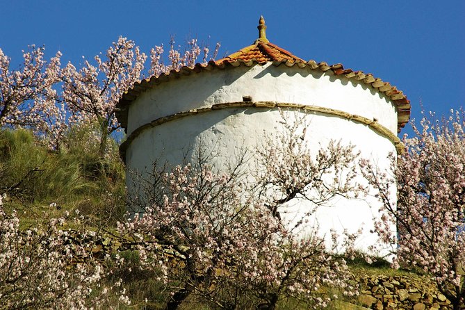 The Almond Blossom - Key Points