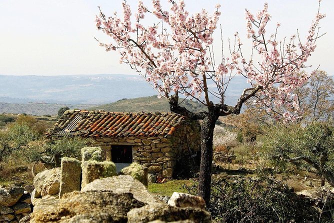 The Almond Blossom - Meeting and Pickup