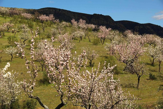 The Almond Blossom - Schedule