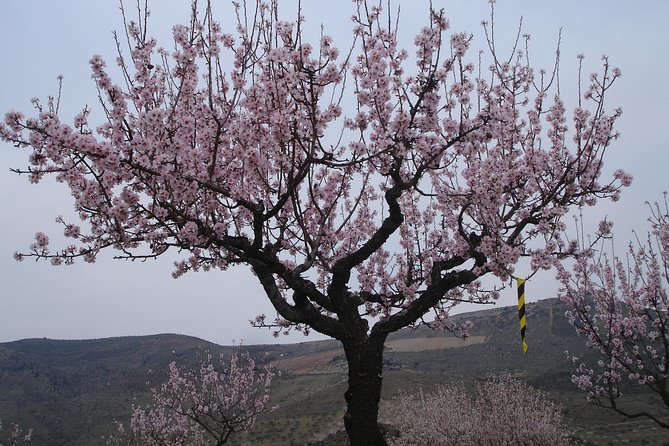 The Almond Blossom - Accessibility